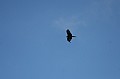 IMG_1702.jpg